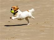 Spelend hondje op het strand