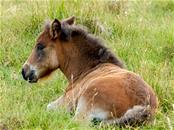Jonge Shetland pony