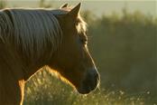 Tegenlicht foto Paard