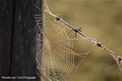 Spinnenweb 