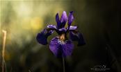 prachtig bloeiende Iris