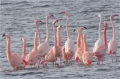 Flamingo's overwinteren