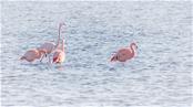 De flamingo’s,