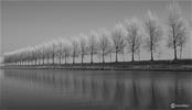Bomenrij langs het kanaal
