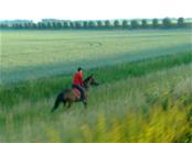 Paardrijden door de polder