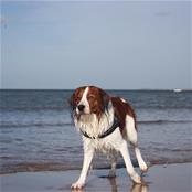 Hondje op het strand 