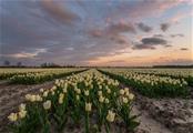 Field of Tulips 2